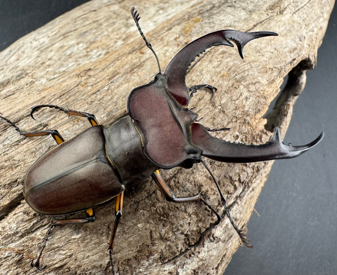 【WD】特大《フォントミヤマクワガタ 62.5mm ペア》