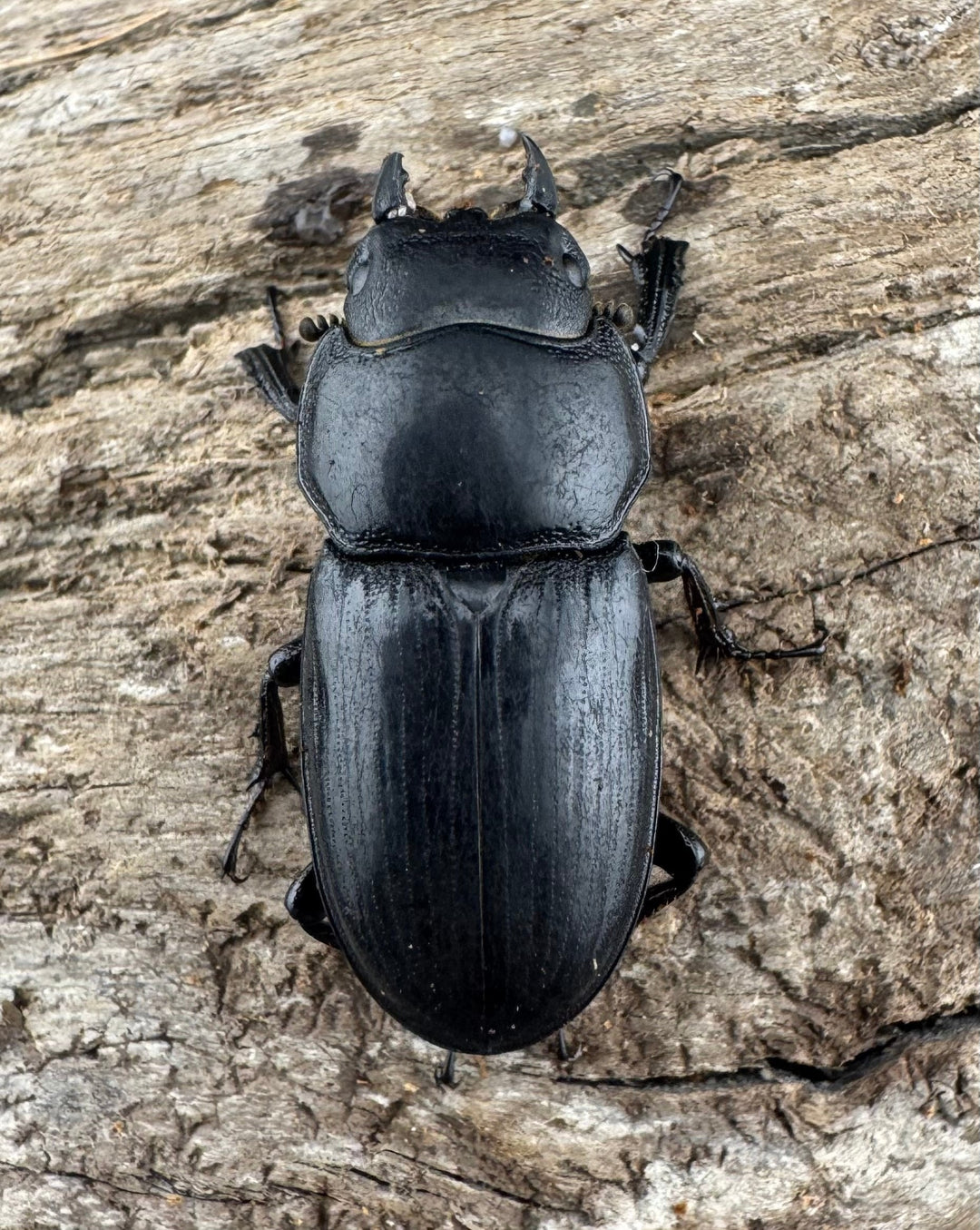 【WD】《ドルクス カツラ 広西壮族産 24mm ペア》