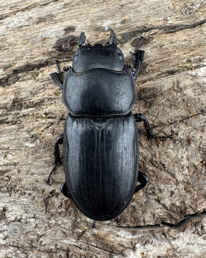 【WD】《ドルクス カツラ 広西壮族産 24mm ペア》