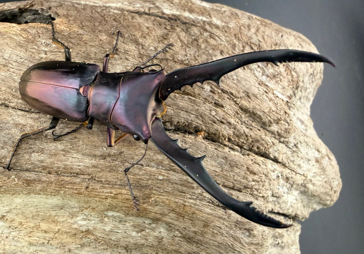 《メタリフェルホソアカ亜種finae 62mm ペア》