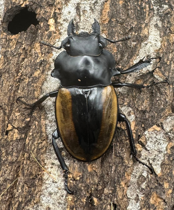 【WD】《ルデキンツヤクワガタ 77mm ペア》