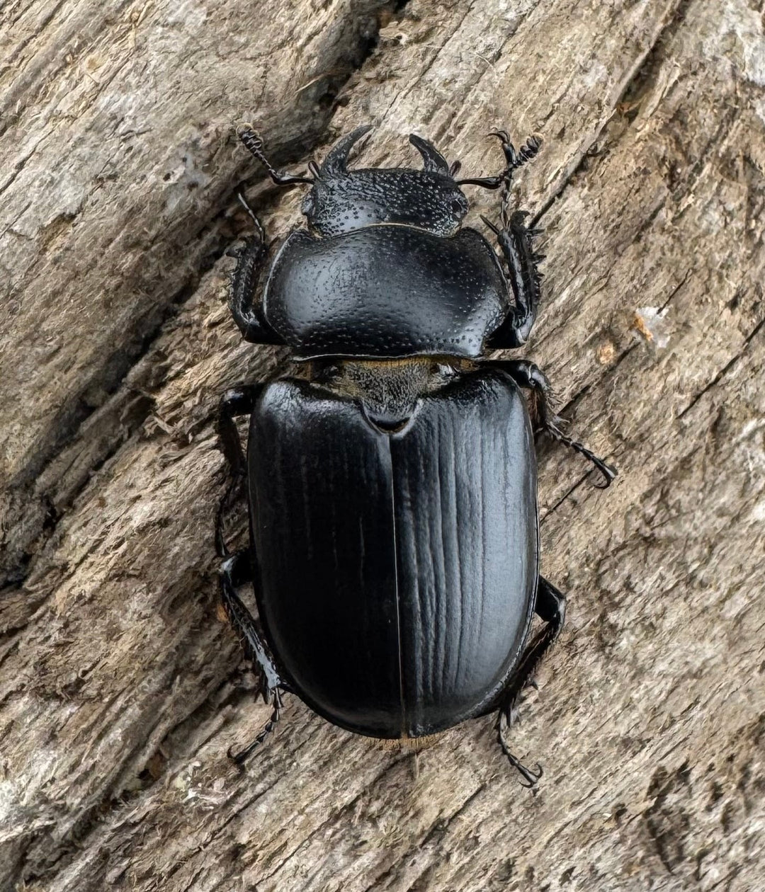 【WD】《デンティクルスゲンシミヤマ 20mm ♀単》