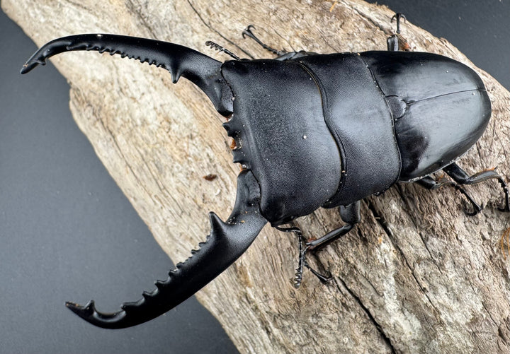 【WD】《パラワンオオヒラタ 98mm ペア》