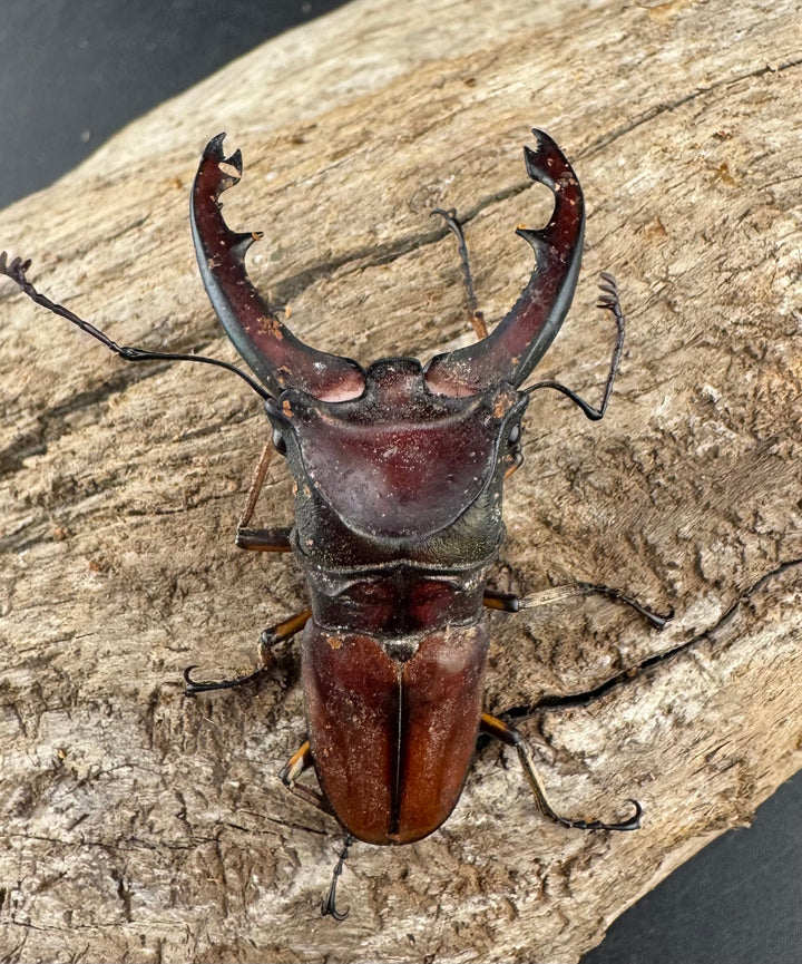 【WD】大型《ズベールホソアカ マラグサン産 52.5mm ペア》