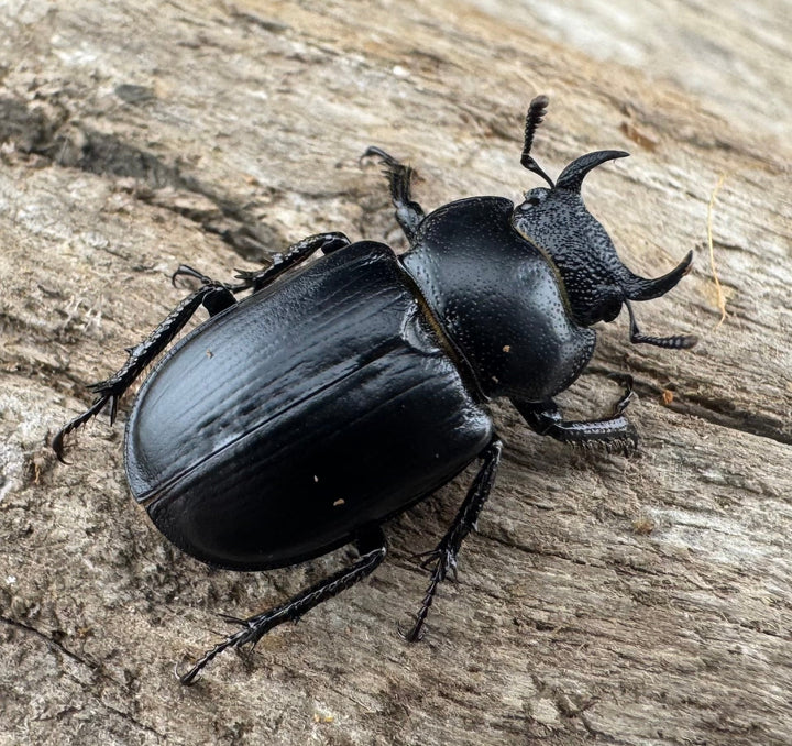 【WD】《デンティクルスゲンシミヤマ 19.5mm ♀単》