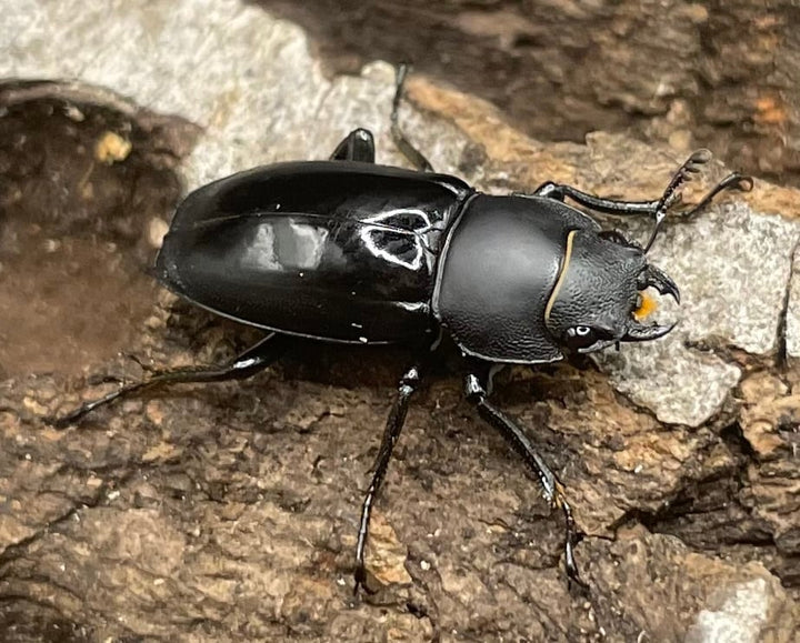 【WD】超貴重種《スピネウスノコギリクワガタ 36mmUP ペア B品》