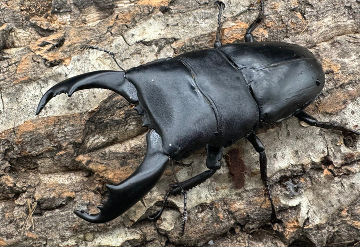 【WD】大型《北カマリネスヒラタ 92mm ペア》