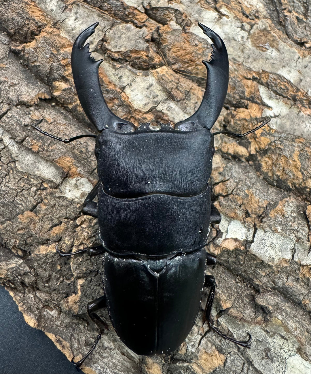 【WD】《西ペレンオオヒラタ（スラウェシオオヒラタクワガタ） 86mm ペア》