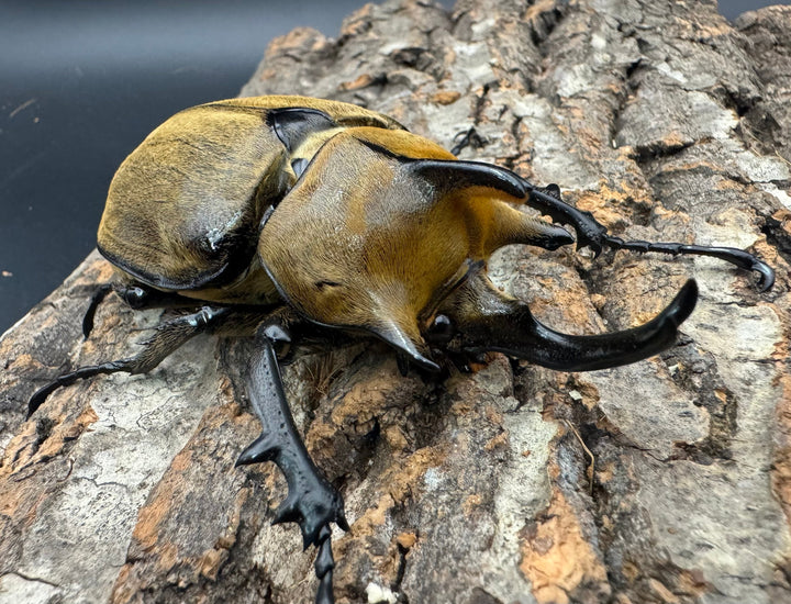 《ギアス ルンバッシャー 98mm ペア》