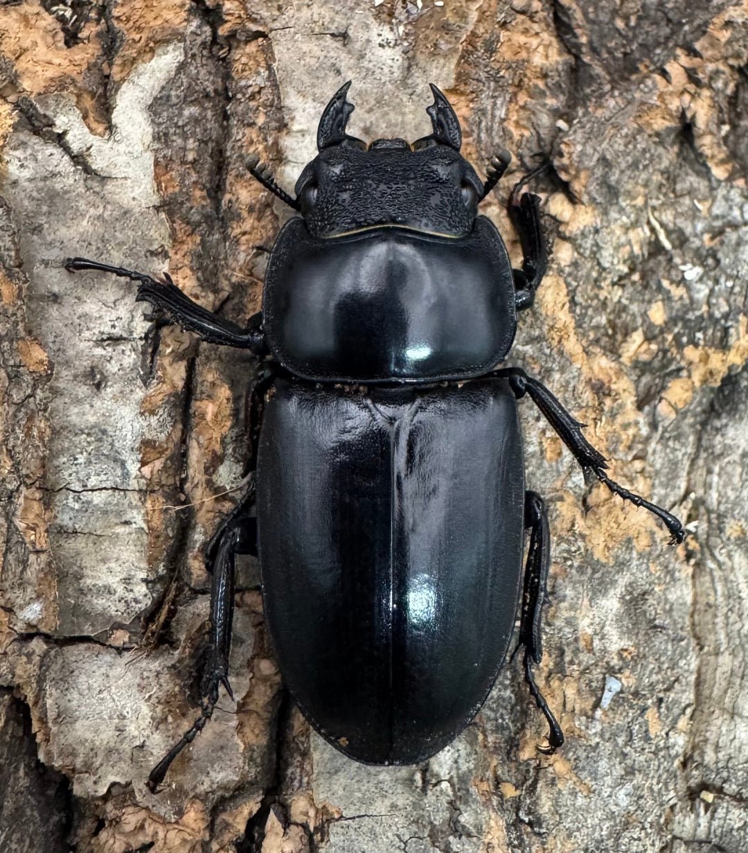 【WF1】《マレーアンタエウス ケランタン産 75mm ペア》