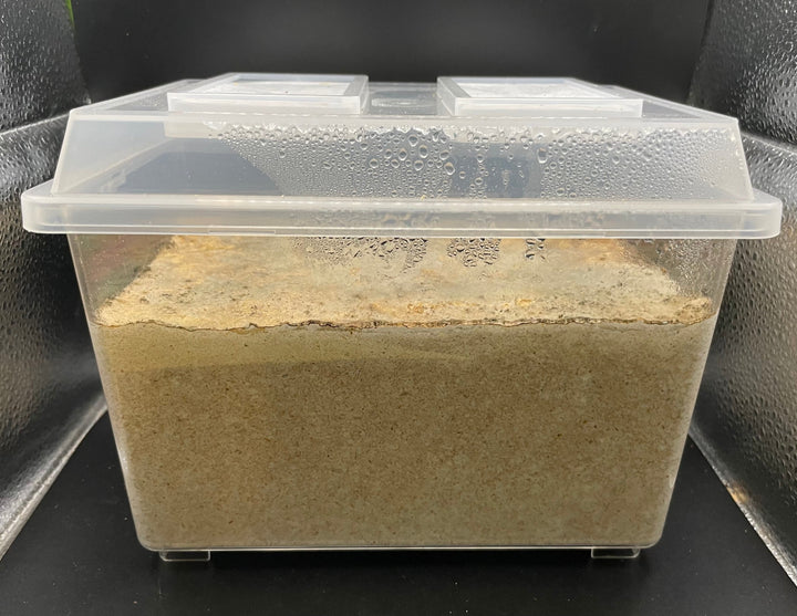 グリードSL（低添加微粒子） 産卵菌床 コバシャ小