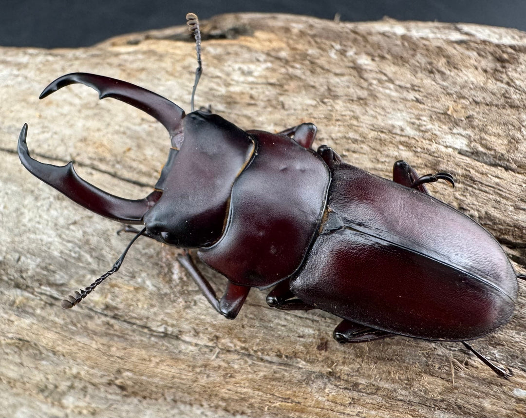 《ミシマコクワガタ 硫黄島産 44.5mm ♂♀♀トリオ》