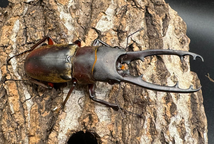 【WD】《ドエスブルグノコギリ亜種mkkiensis 63mm ペア》