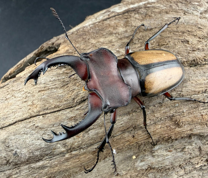 【WF2】《ラエトゥスミヤマクワガタ 51.5mm ペア》