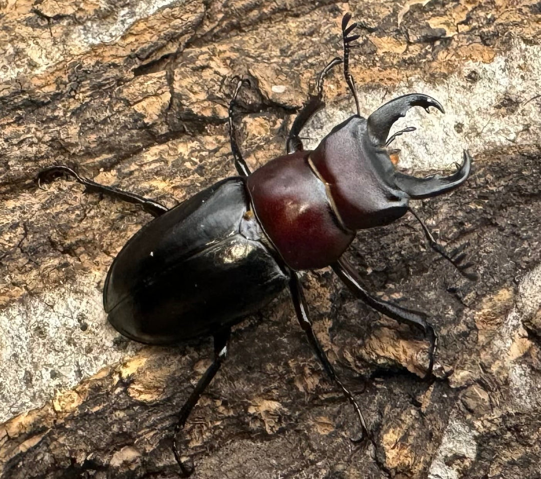 《ミクラミヤマ 御蔵島産 Free ペア》①