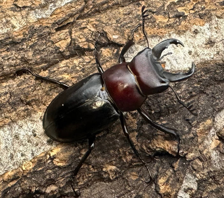 《ミクラミヤマ 御蔵島産 Free ペア》①