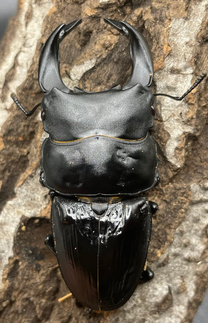 《ホペイオオクワガタ OMG血統 73mm ペア B品》