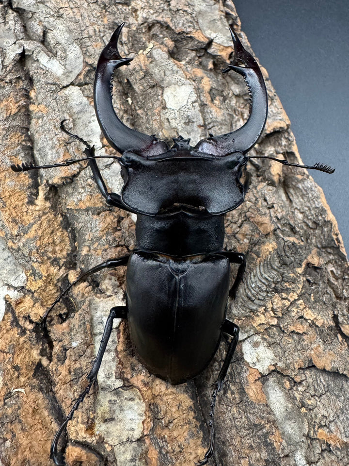 《アクベシアヌスミヤマ 84mm ペア》