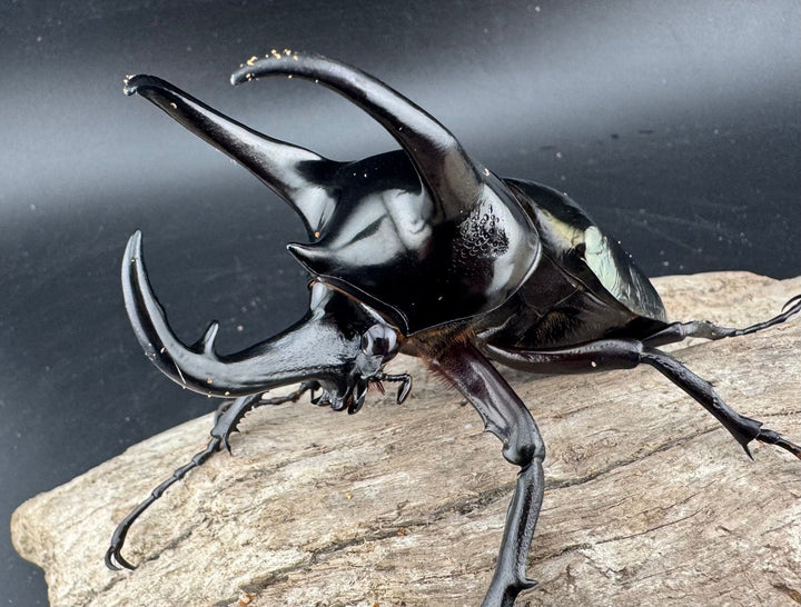 【WD】《スマトラコーカサスオオカブト 90mm ペア》