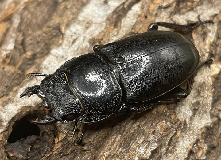 【WD】大型《ネバービスカヤヒラタ（カヤパヒラタ） 85mm ペア》