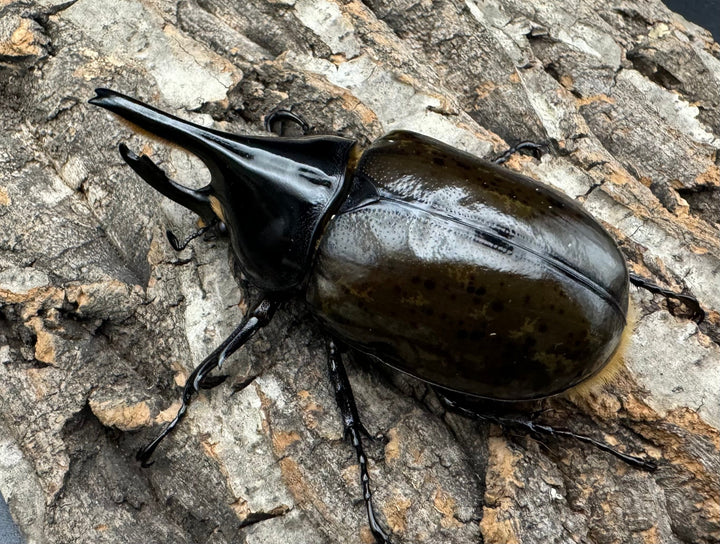 《マヤシロカブト 77mm ペア》