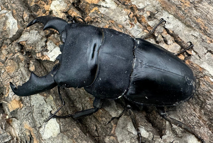 【WF1】即ブリ《マリンドッケヒラタ 90mm ペア》