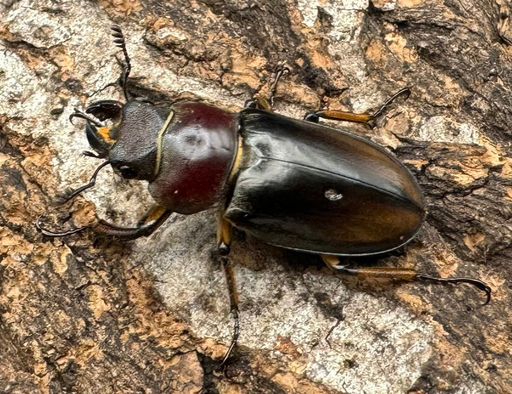 【WD】《デラバイミヤマ ♀単 A’品》②