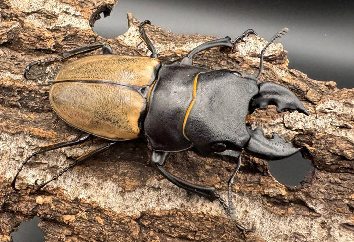 【WD】《カステルナウディツヤクワガタ 72ｍｍ ペア》