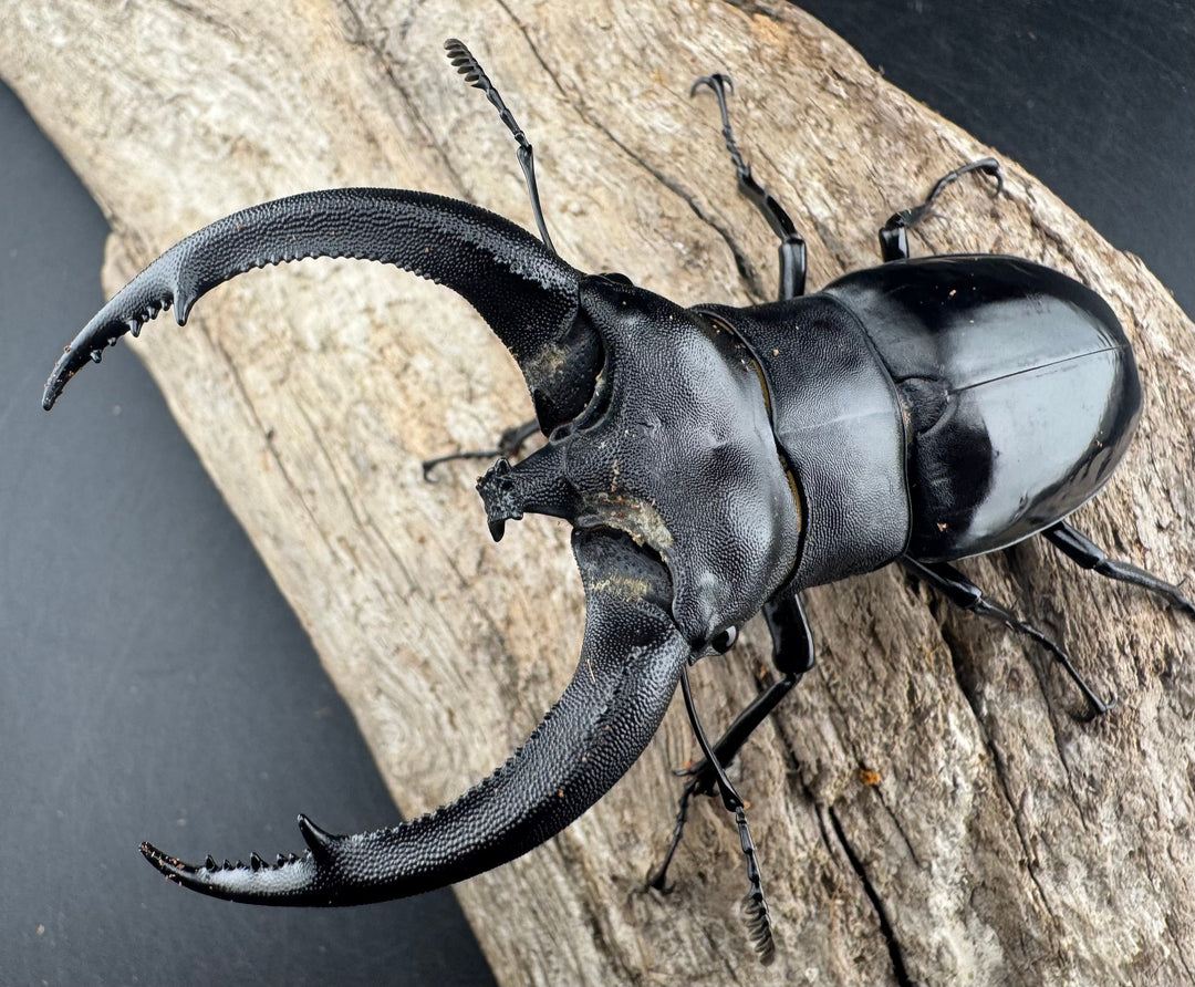 【WD】大型《リノケロスフタマタ 94mm ペア》