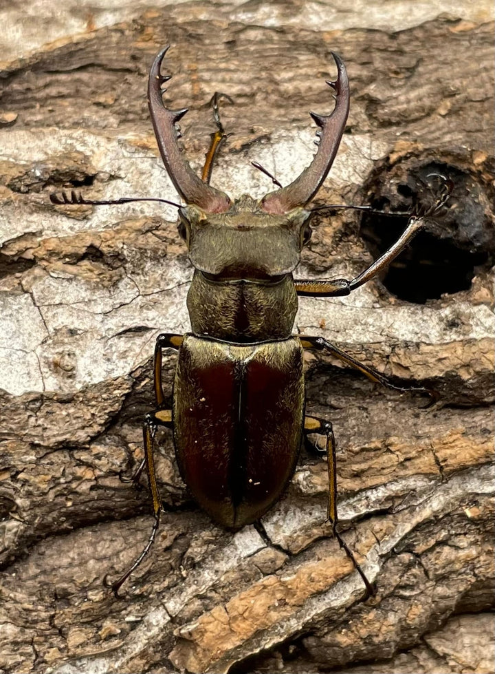 【WD】《デランミヤマクワガタ原名亜種 37mm ペア》