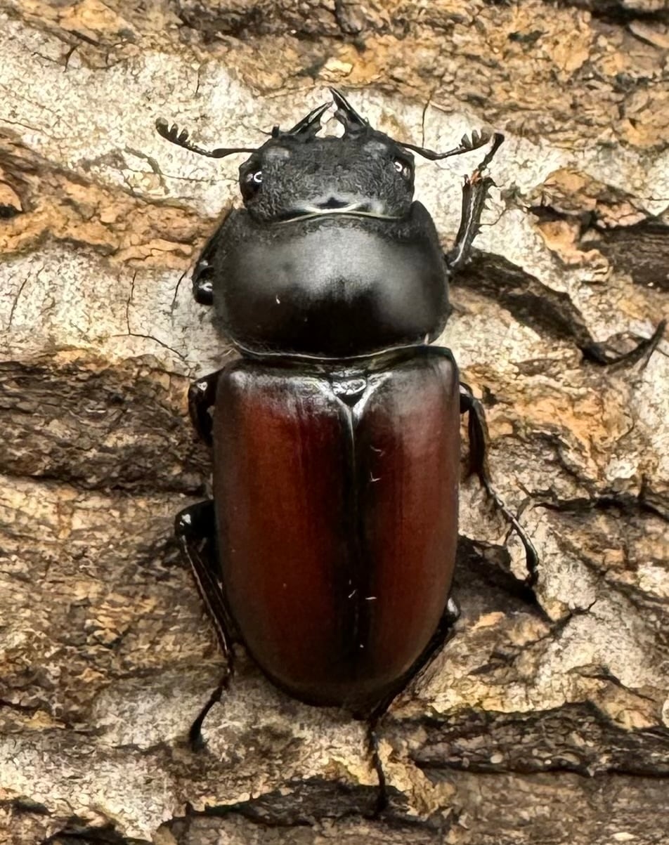 【WD】《チベット産 ドンキエルコクワ原名亜種 57mm ♀B品ペア》