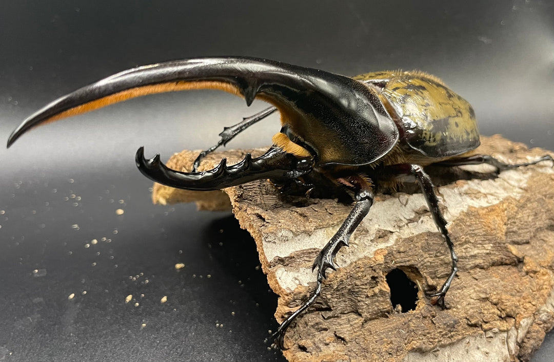 《ヘラクレス・ヘラクレス 143mm ペア》KING HERCULES氏ブリード個体