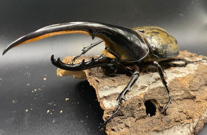 《ヘラクレス・ヘラクレス 143mm ペア》KING HERCULES氏ブリード個体