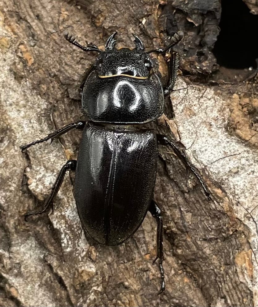 【WD】《グラキリスノコギリヒラタクワガタ 41mm ペア》