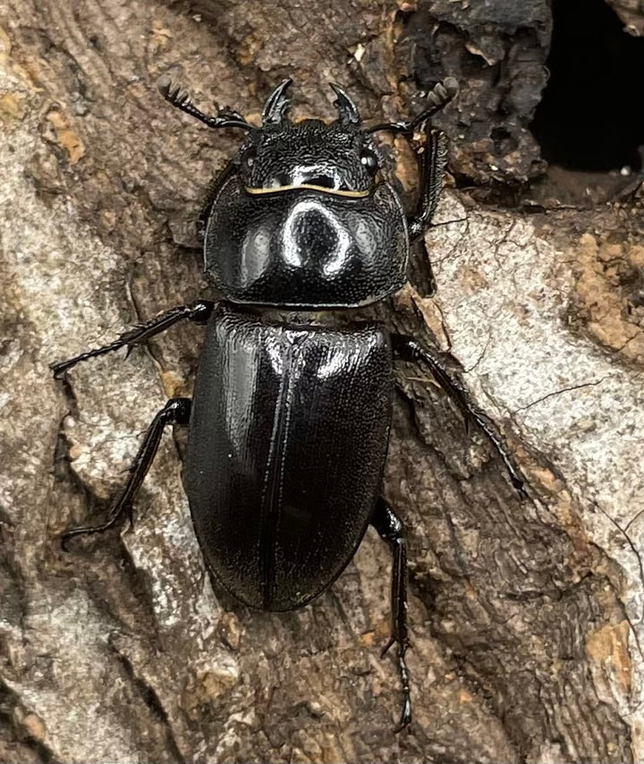 【WD】《グラキリスノコギリヒラタクワガタ 41mm ペア》