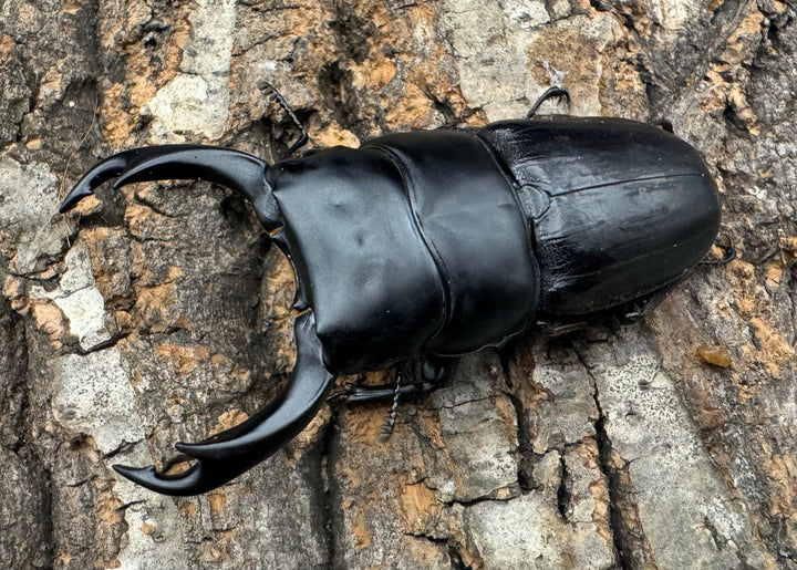 【WD】《ミンダナオパリーオオクワ 71.5mm ペア》