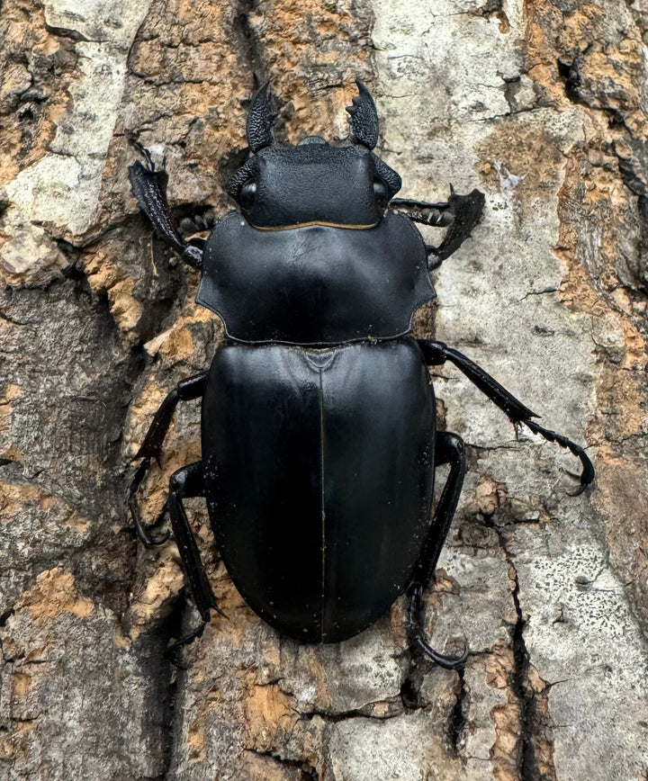 【WD】大歯《アルケスツヤクワガタ 90mm ペア》