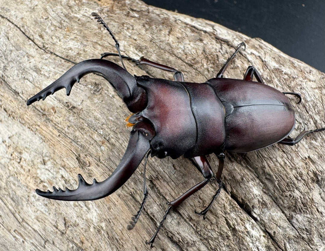 【WD】大歯《ノコギリクワガタ 山梨県産 55-60mm ペア》