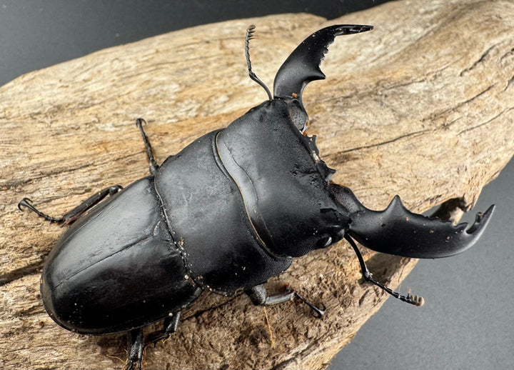 【WD】《スマトラオオヒラタ アチェ産 73mm ペア》