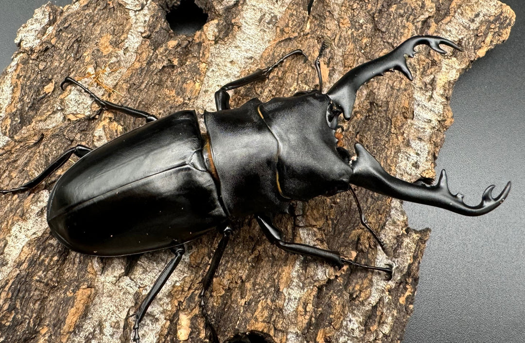 【WD】《ギラファノコギリ亜種ボロブドゥール 89mm ペア》