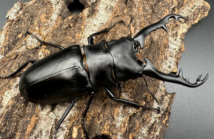 【WD】《ギラファノコギリ亜種ボロブドゥール 89mm ペア》