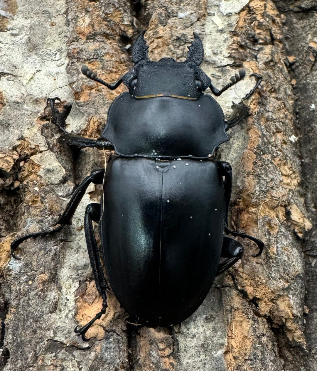 【WD】《アルケスツヤクワガタ 75mm B品ペア》