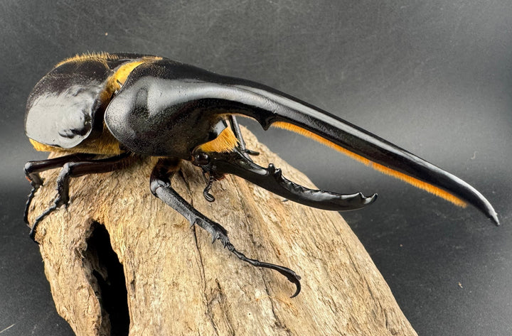 即ブリ《ヘラクレス・ヘラクレス 優良血統 139mm ペア》