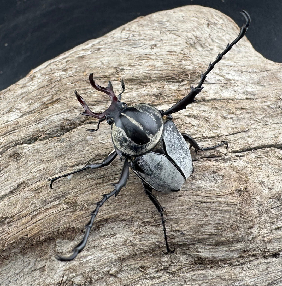 【WD】《アダムスツノハナムグリ Free ペア》②