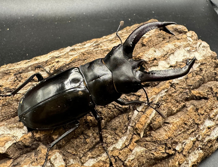 【WD】《ブケットフタマタ 71mm ペア》