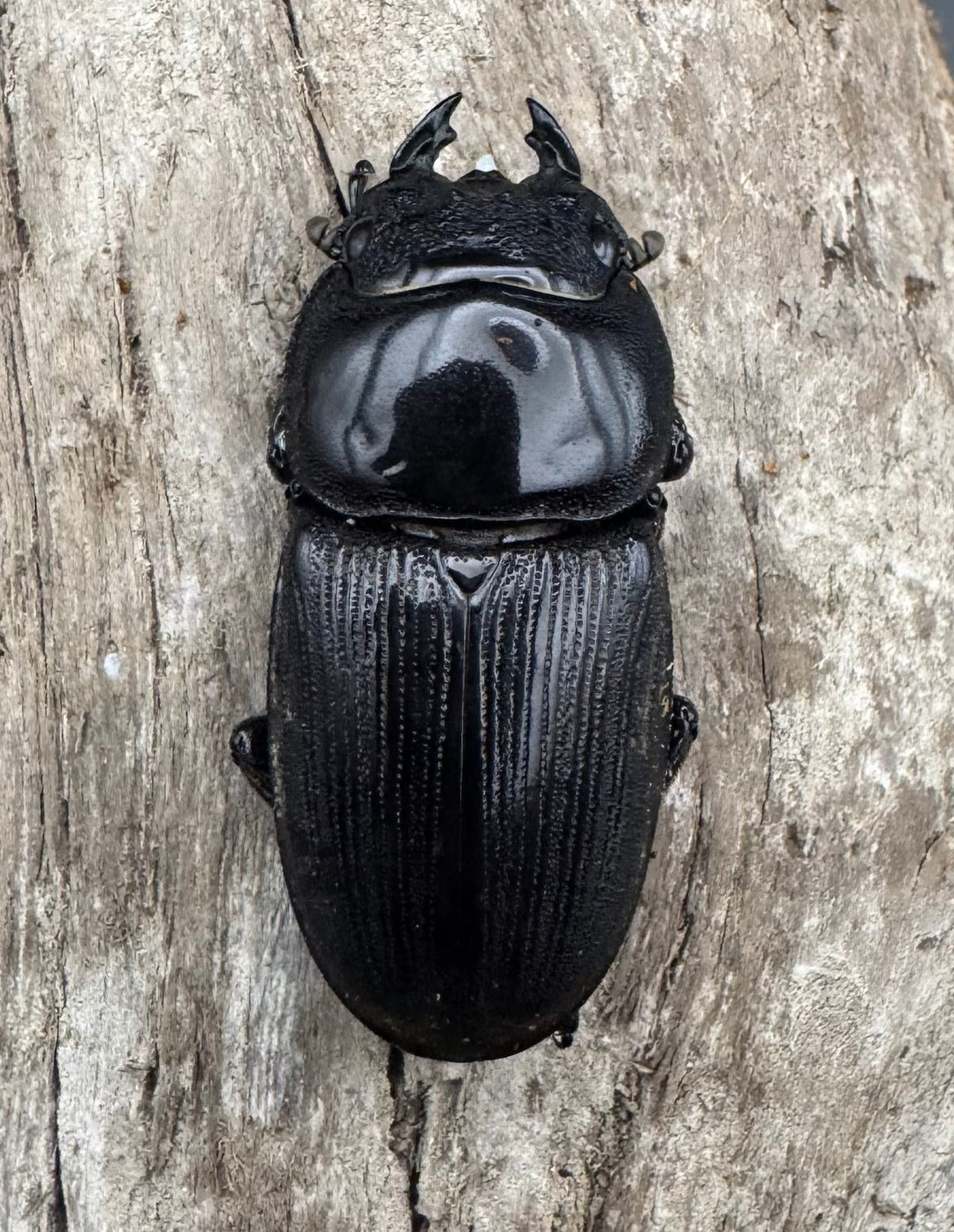 【WD】《パリーオオクワ ベンクール産 63mm ペア》