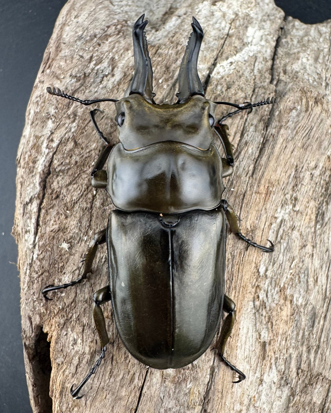 《ローゼンベルグオウゴンオニクワガタ 67mm ♂単》