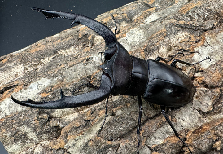 【WD】《マンディブラリスフタマタ 103.5mm B品ペア》