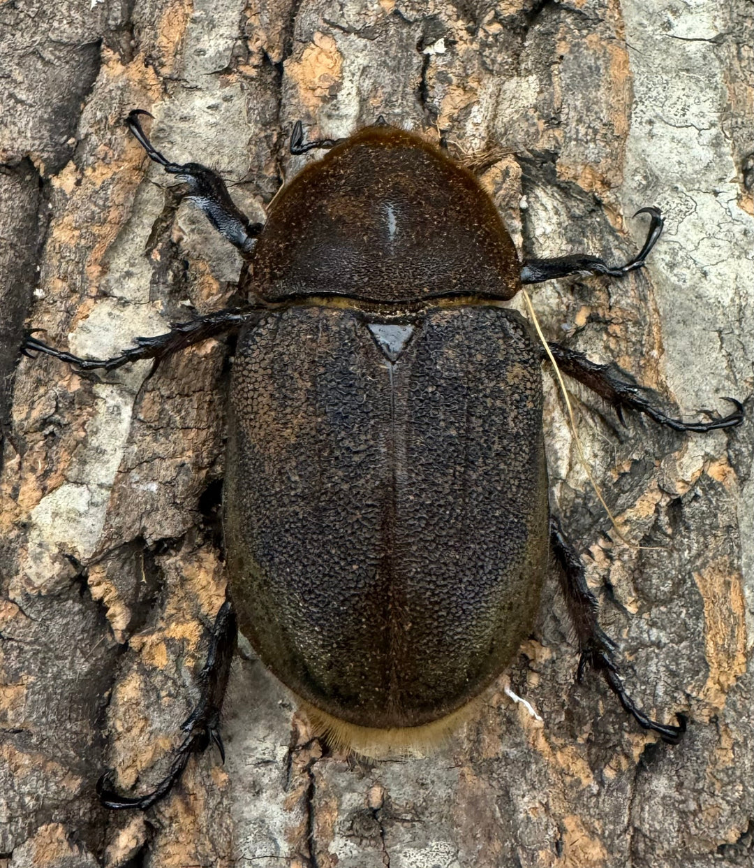 《ヘラクレス・ヘラクレス 144mm ペア》