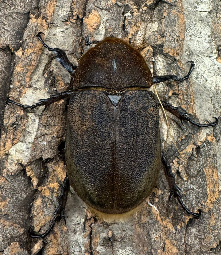 《ヘラクレス・ヘラクレス 144mm ペア》